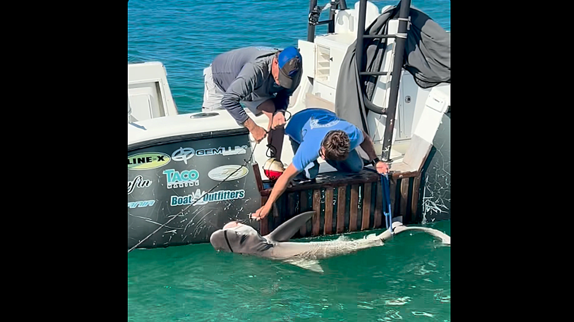 Manatee County Sheriff’s marine deputies came across a shark in distress while patrolling off Manatee Public Beach on Jan. 9, 2026. They contacted Mote Marine to assist in freeing the shark from a crab trap buoy line and fishing gear. 