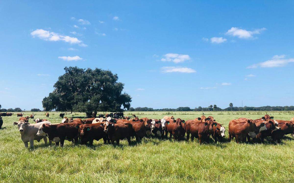 Blackbeard’s Ranch has adjusted its business plan and is now delivering 10 to 12-pound meat orders to its customers.