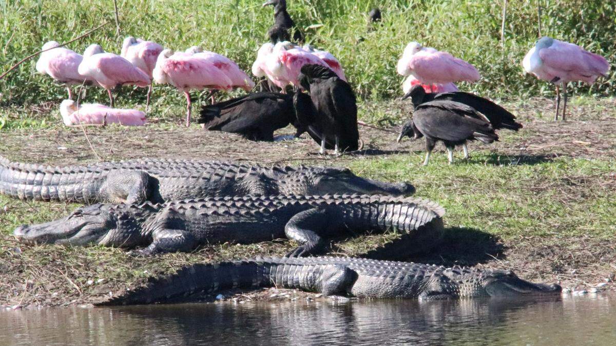 Myakka River State Park is famous for having hundreds of gators.