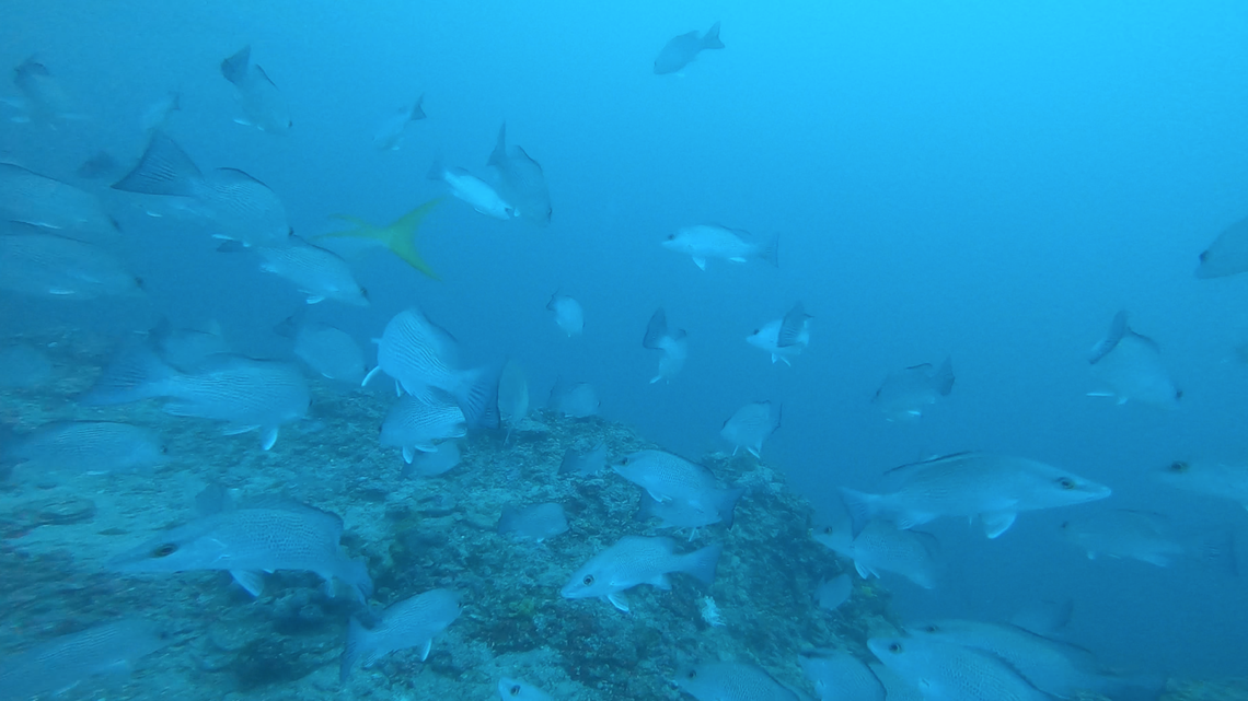 Bradenton fisherman explores underwater sinkholes off Florida’s Gulf Coast with GoPro
