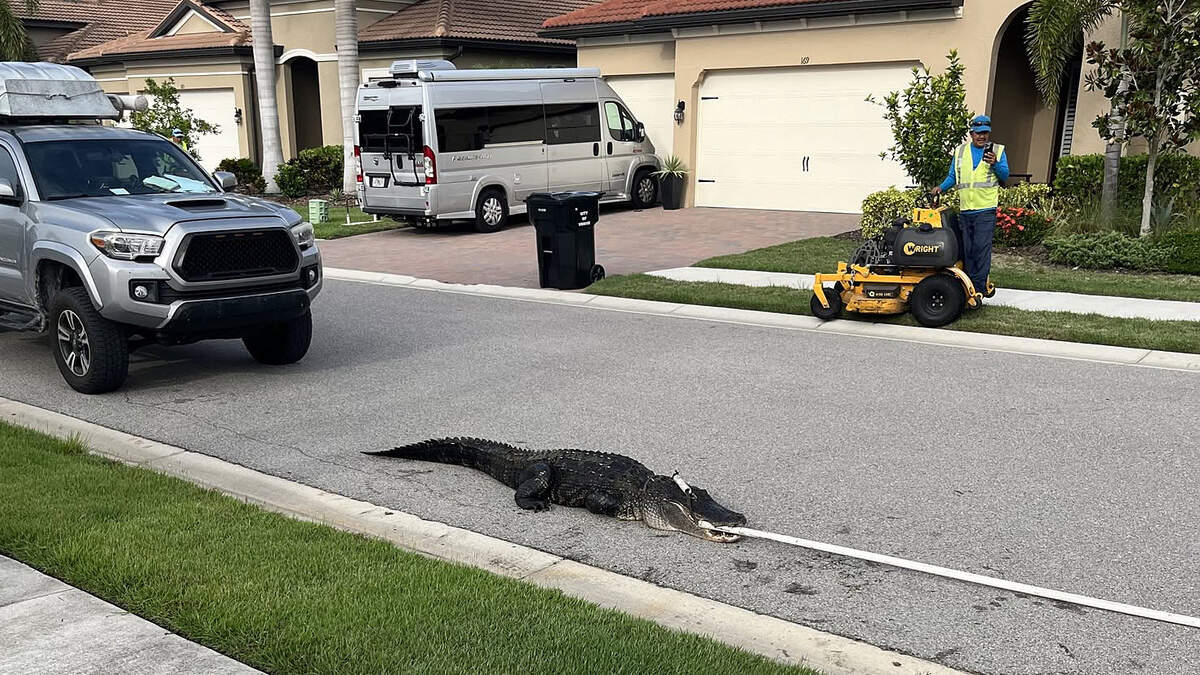 A Venice homeowner discovered a more than 9-foot-long alligator in his pool on July 14, 2026. The alligator was removed by Florida Fish and Wildlife.