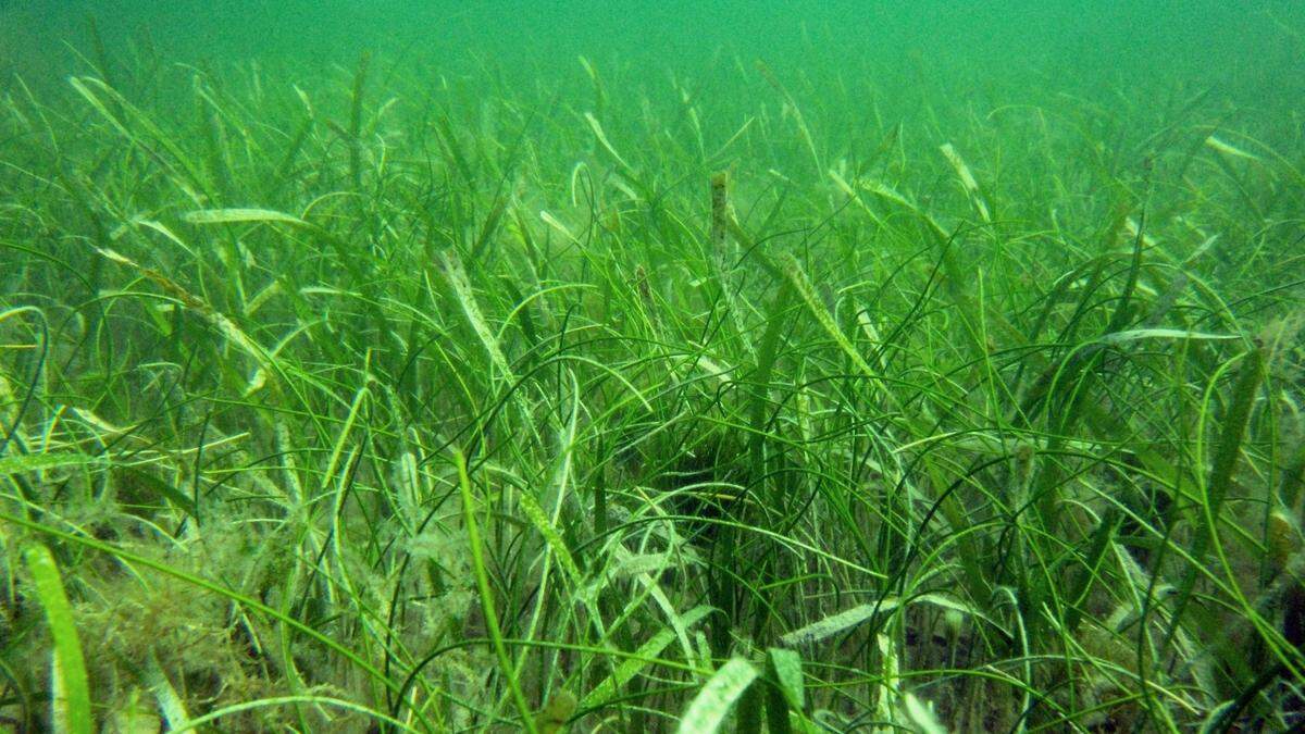 Mixed seagrasses in upper Sarasota Bay.