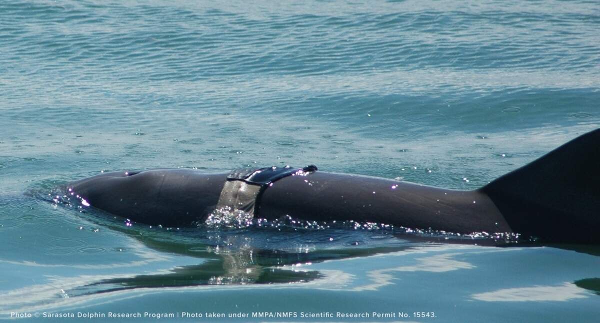 In July 2006, a Sarasota Bay resident juvenile male dolphin named Scrappy was observed entangled in a men’s Speedo bathing suit, and the suit had worked its way back to the point where it was cutting deeply into his pectoral fins.