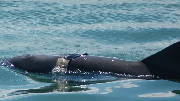 He survived a Speedo. 20 years later, Sarasota dolphin is still making waves