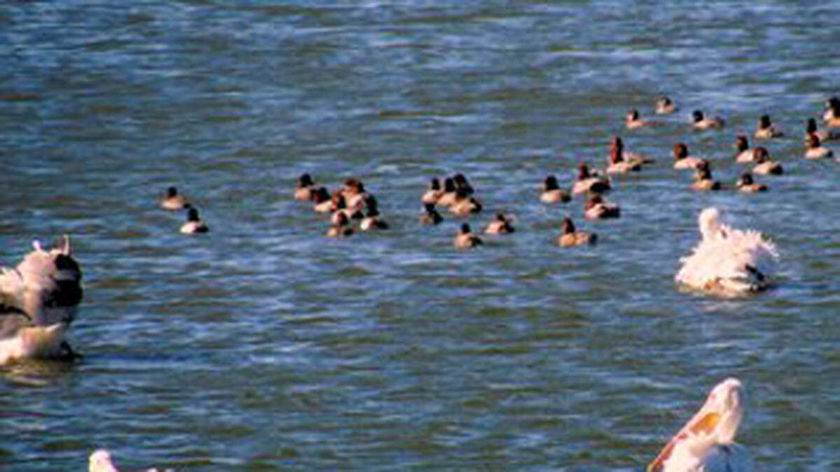 White pelicans and redhead ducks were part of a bird count done by several Bradenton residents Dec. 19.PHOTO PROVIDED