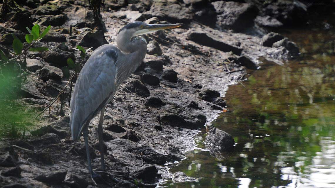 A great blue heron sits along the bank of a historical manmade ditch, called the Carr Drain, where Palmetto officials hope to develop a kayak launch and paddling trail that will weave through the mangroves of the Palmetto Estuary Preserve and empty into the Manatee River. 
 GRANT JEFFERIES/Bradenton Herald