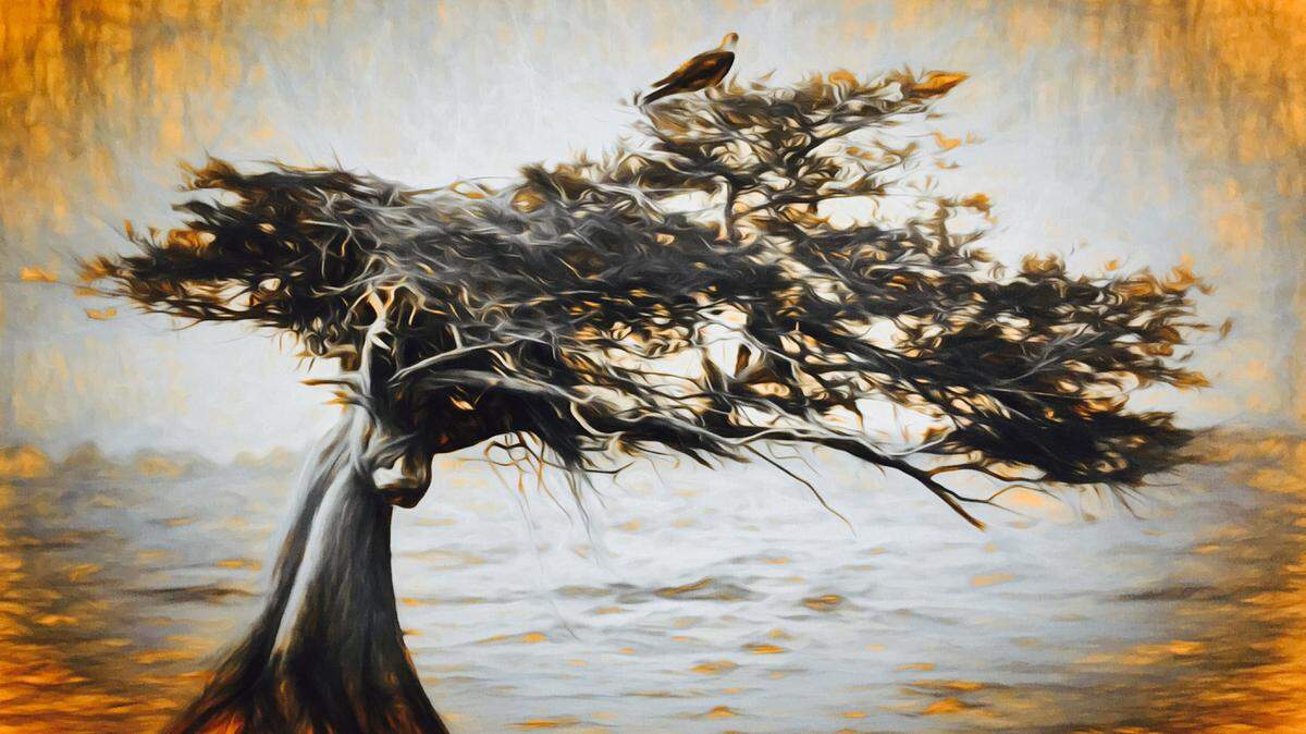 The Dancing Crane Gallery is celebrating the New Year with a reception from 6 to 9 p.m. Jan. 1. The gallery is at 1019 10th Ave. W., Bradenton. Pictured: "Osprey in a Cypress Tree" photography by Patsy Hall. 
 PHOTO PROVIDED