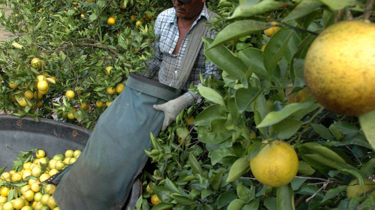 Fortunato Ruiz empties a sack of oranges at a SMR Farms citrus grove on Lorraine Road in this 2007 file photograph. The amount of citrus is currently down 17 percent. 
 File Photo-GRANT JEFFERIES/Bradenton Herald