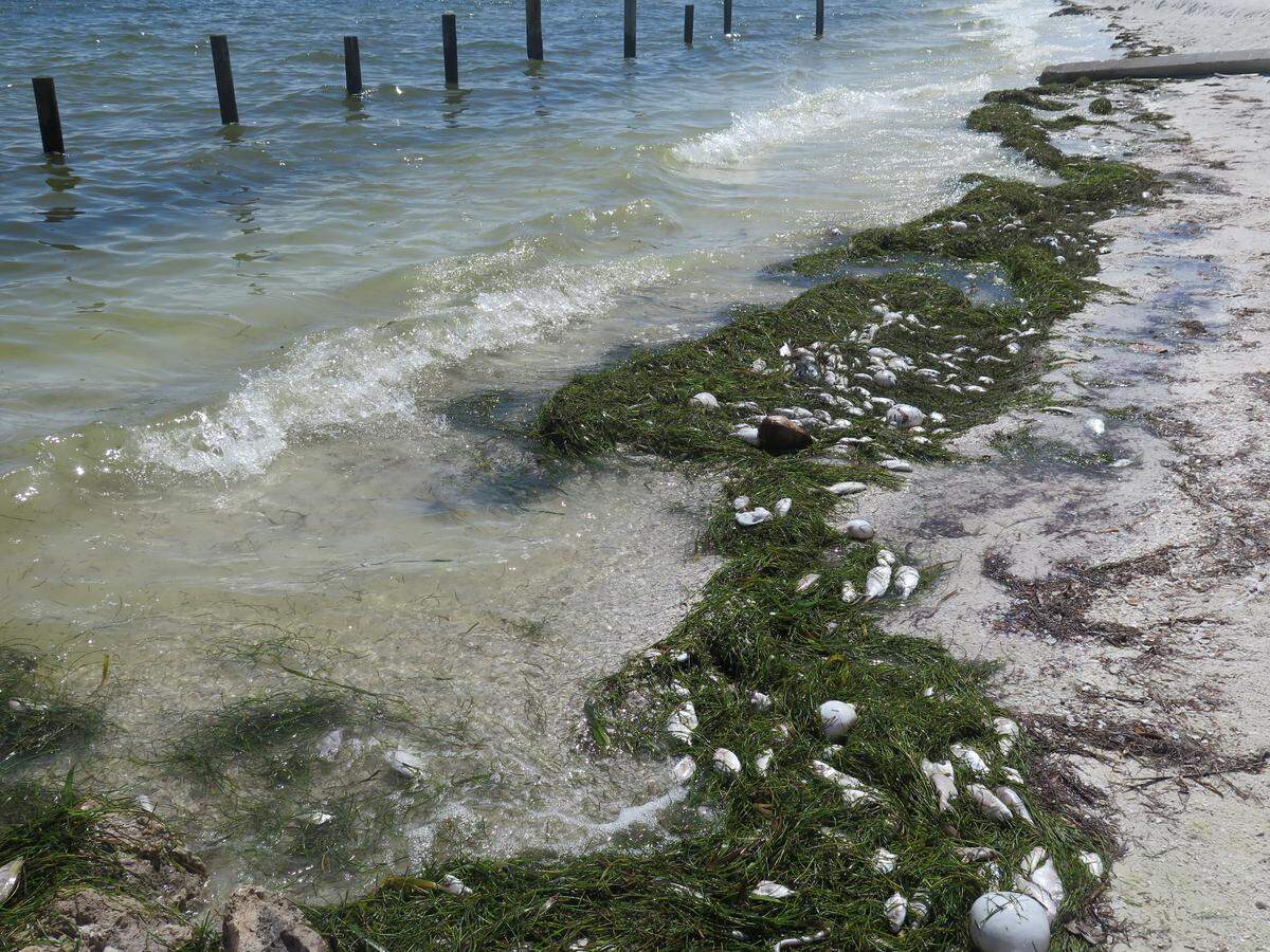 Dead fish lined the shore of Anna Maria Island in August. Even though red tide is still affecting the area, the fish aren’t piling up anymore.