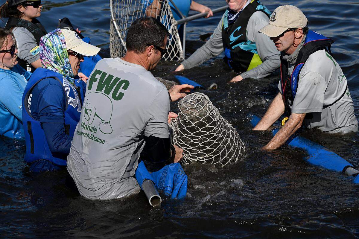 Rescuers from the Florida Fish and Wildlife Conservation Commission, Mote Marine’s Stranding Investigation Program and the Bishop Museum of Science and Nature rescued a manatee calf suffering from cold stress in Wares Creek in Bradenton on Thursday afternoon.
