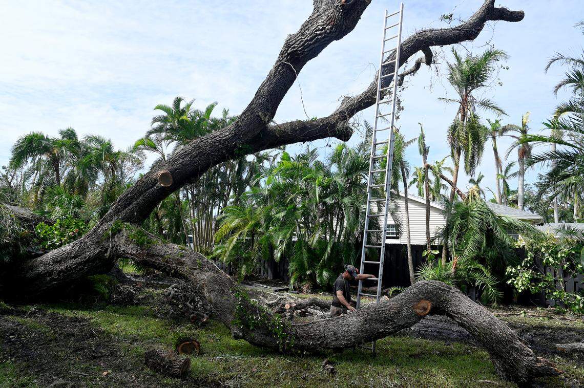 A member of a tree removal team works on cutting up a huge oak that fell in the 300 block of 24th Street West in Bradenton after Hurricane Milton on Oct. 10, 2024.