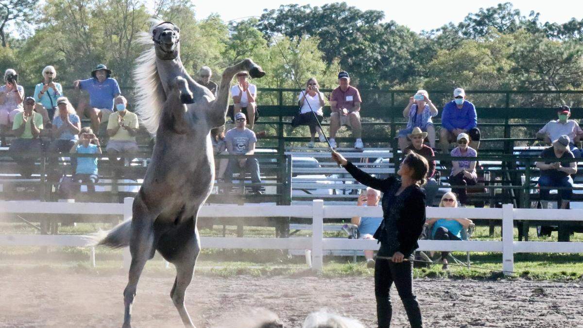 3/4/2021--Herrmann’s Royal Lipizzan Stallions, 32755 Singletary Road, Myakka City, is presenting performances Thursdays, Fridays and Saturdays through April.