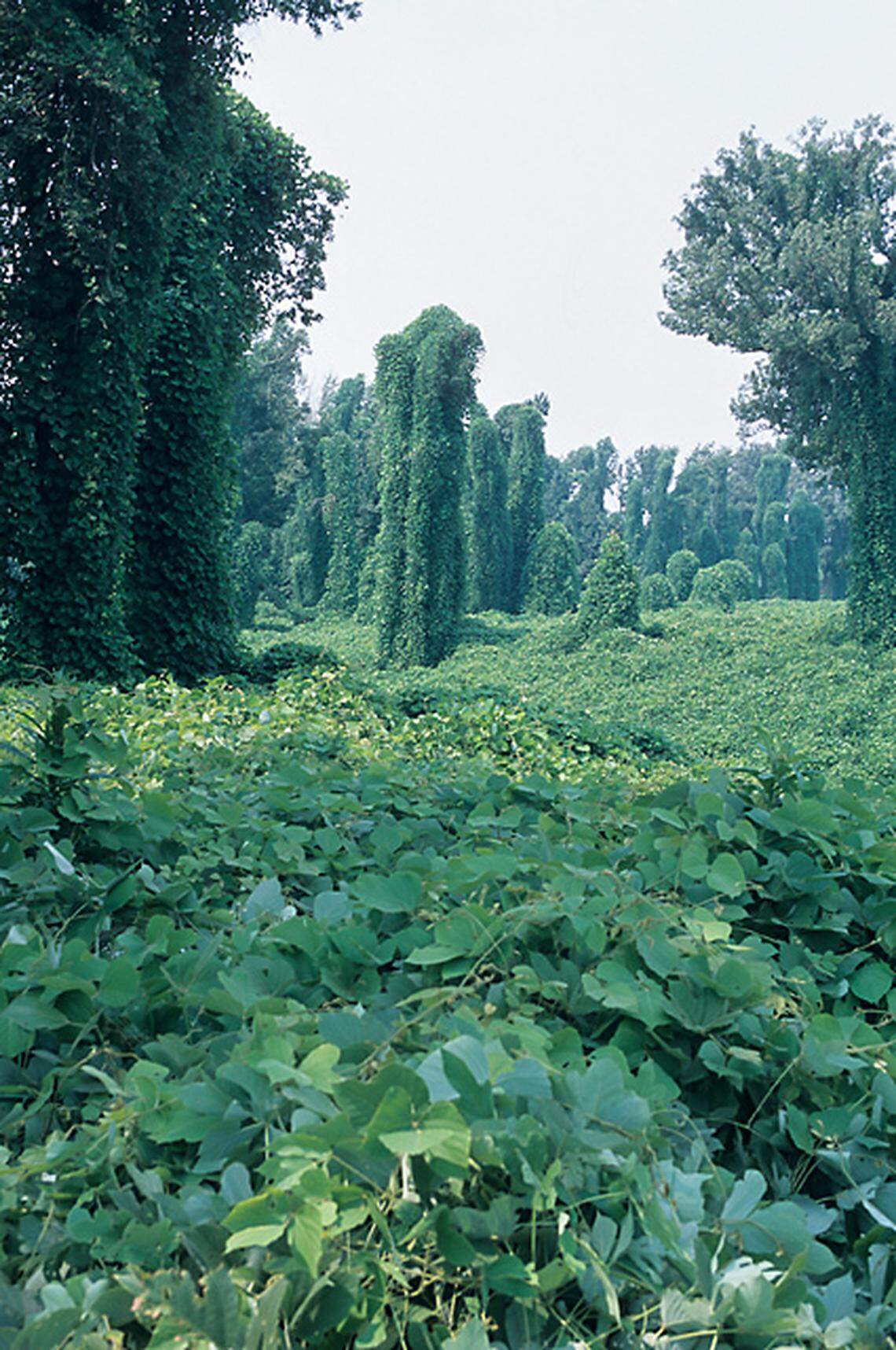 Kudzu spreads at the rate of 150,000 acres annually.