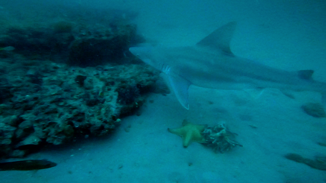Scientists are studying shark depredation in the Gulf of Mexico to determine what’s driving encounters, whether they’re increasing, and how environmental changes and fishing practices may play a role.