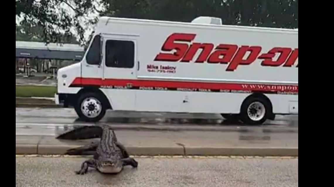 A driver sitting in his truck at a red light sees a 10-foot alligator crawl under his vehicle in Venice, Florida. The reptile then began to shake the vehicle from below.