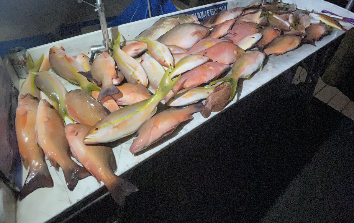 These hogfish, mangrove and yellowtail snapper were caught fishing between 50 and 100 feet in the Gulf of Mexico earlier this year.