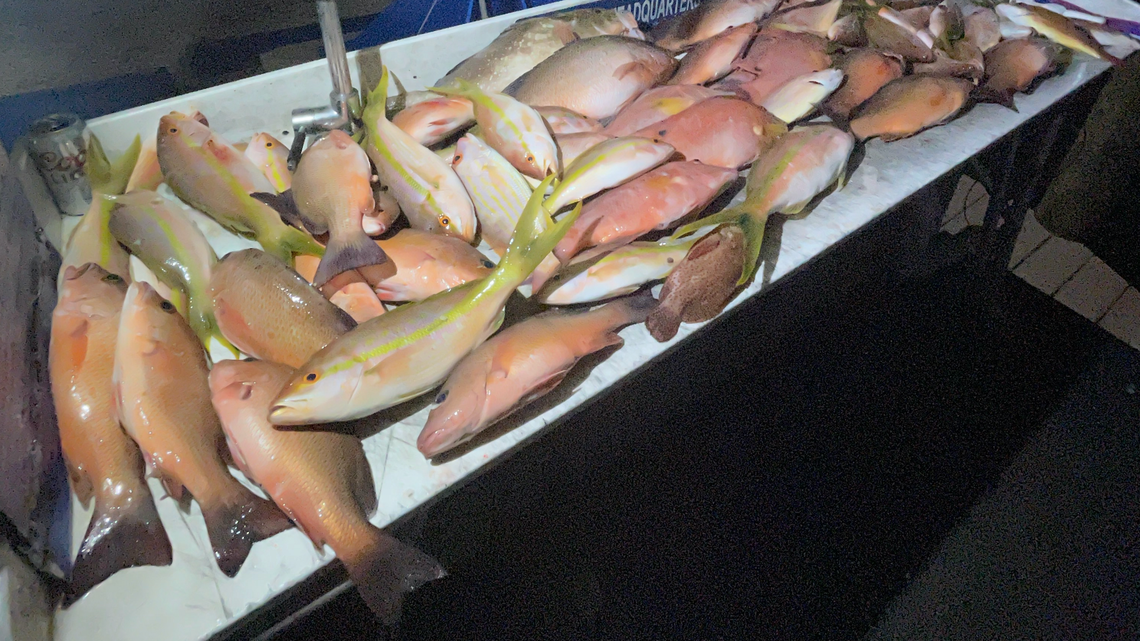 Grouper season is over, but Bradenton-area angler says these fish also make a tasty meal