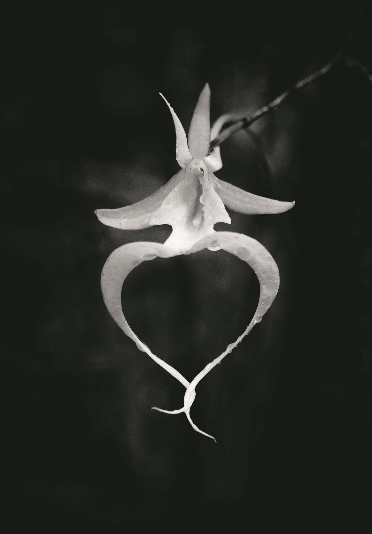 The ghost orchid, a rare plant native to the swamps of South Florida.