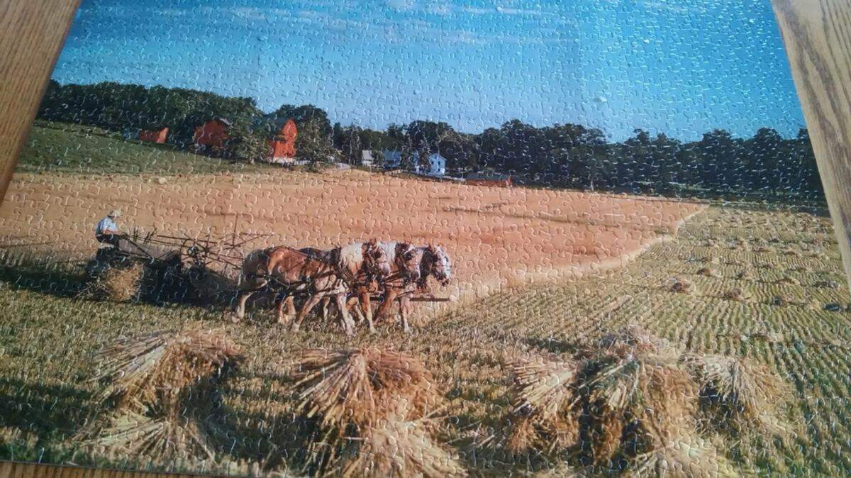The Eicher family’s latest puzzle project is glued and ready to hang, called “Cuttin’ Barley.”