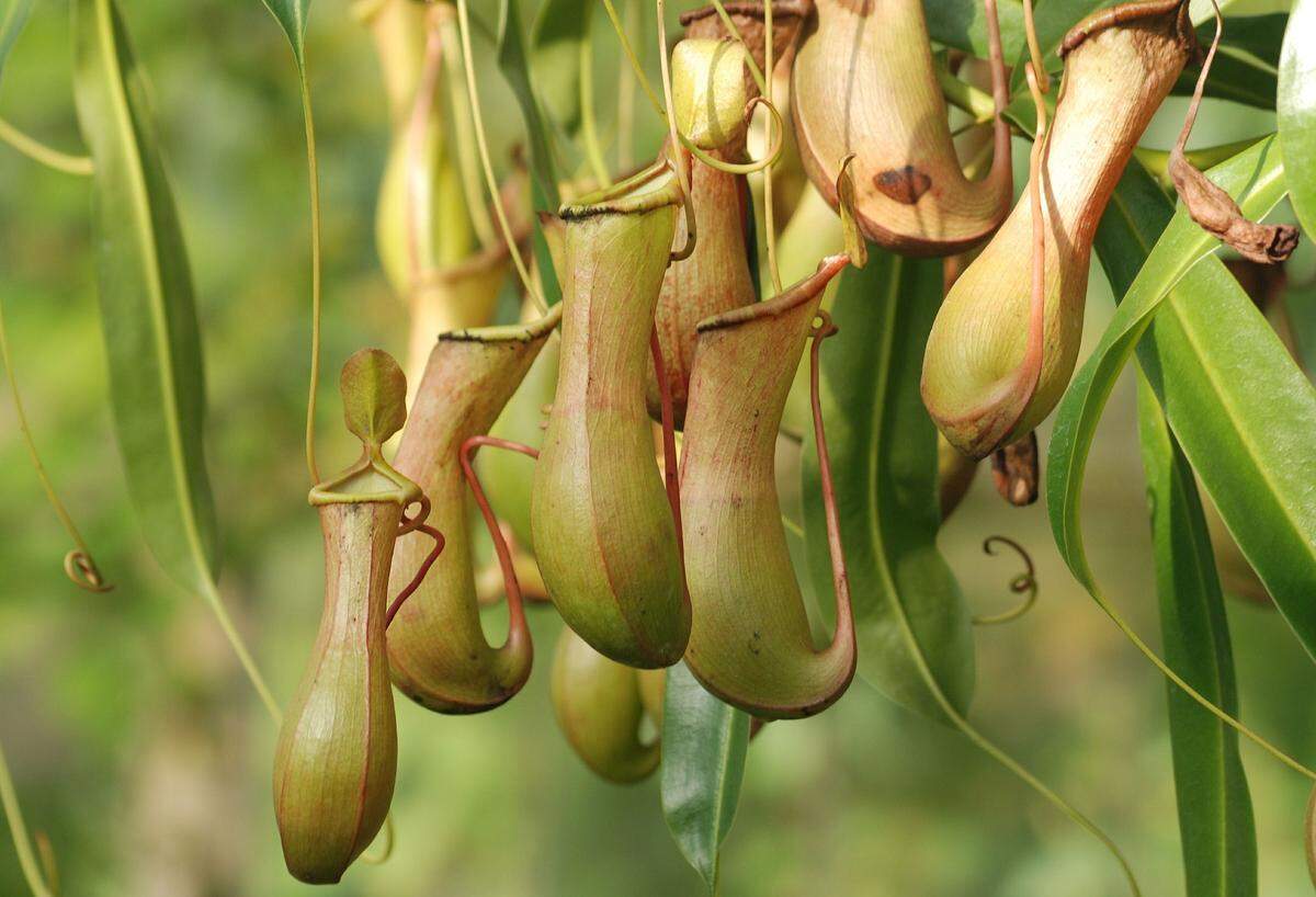 Pitcher plants are among the host of carnivorous plants now on display at Marie Selby Botanical Gardens in Sarasota.
