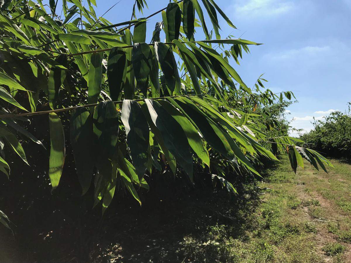 Asper bamboo was planted two years ago and now towers more than 20 feet in the air at Mixon Fruit Farms. A spring harvest of young shoots is planned.