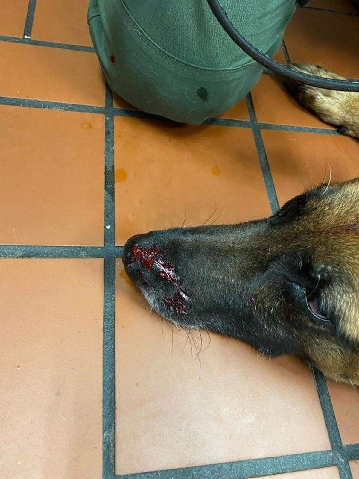 A suspect who was fleeing from Manatee County deputies armed himself with two knives and cut K-9 Loki on the nose and face, requiring stitches.