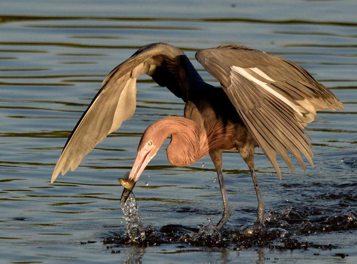 A reddish egret fishing at the Ding Darling Wildlife Refuge in Sanibel. The egrets use their wings to cast shadows and herd prey.