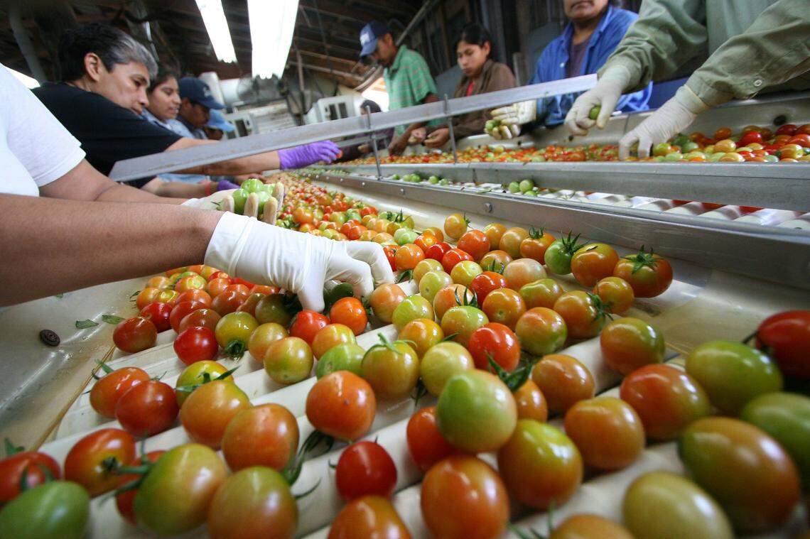 In recognition of the pandemic and those who bring in the crops, the Manatee Farm City Week committee has chosen the&nbsp; theme:&nbsp; “Original essential workers – Ag is here to stay!”