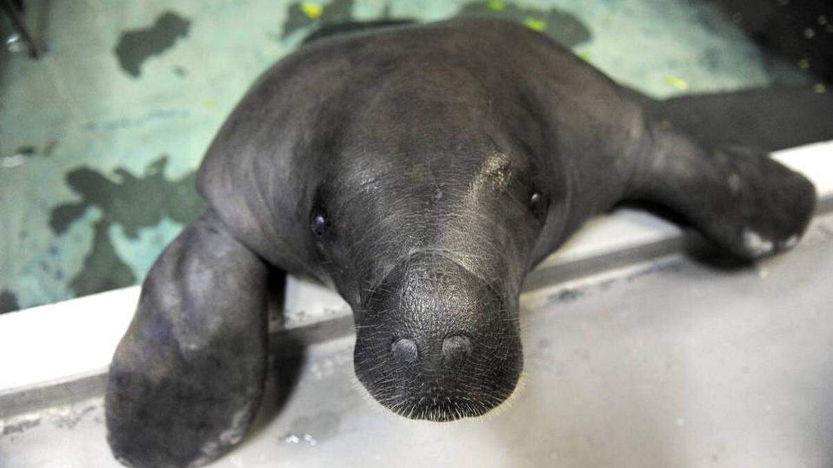 Visiting South Florida Museum's Snooty, was declared the 2015 winner of the first Bradenton Area Beach Madness Tournament. Can the Gulf Coast's favorite manatee duplicate the glory this year? Start finding out March 15 as the competition begins. GRANT JEFFRIES/Bradenton Herald file photo