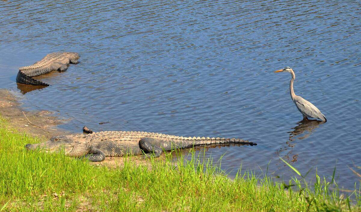 Wildlife at Myakka River State Park and the sensitive wetlands there are expected to benefit from the federal government's purchase of a land easement at Blackbeard's Ranch.