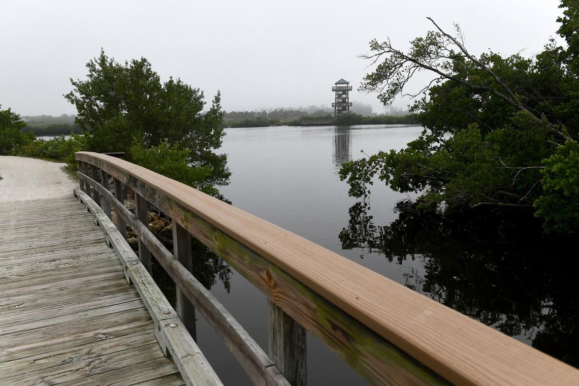 On a foggy morning at Robinson Preserve Tuesday, a significant amount of dead mullet could be seen floating in the water and lying on the floor of inlets and waterways.