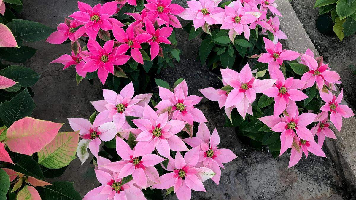 The public is invited to an open house to see 160,000 blooming poinsettias 9 a.m. - 3 p.m. Saturday, Nov. 24, at  at Orban Nursery, 9601 9th Ave. NW, Bradenton.