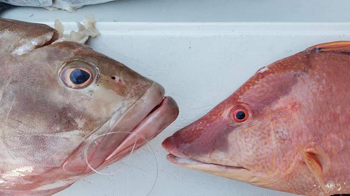 A red grouper and a hogfish caught during a recent fishing excursion in the Gulf of Mexico.