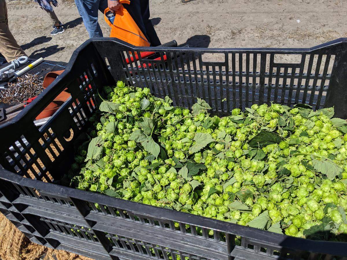 A basket of fresh hops at the UF IFAS Research and Education Center in Balm, Florida.