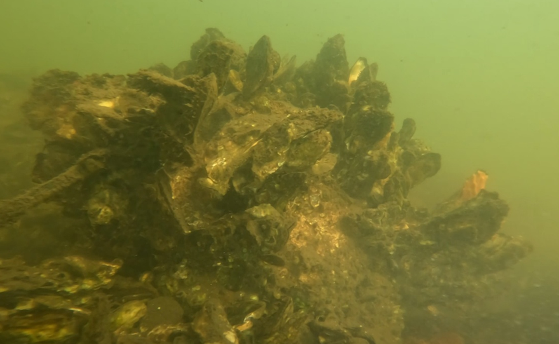 Biologists with the Palmetto Bay Oyster Restoration Project say the oyster reed balls are successful in recruiting oysters and other marine invertebrates, shown here.
