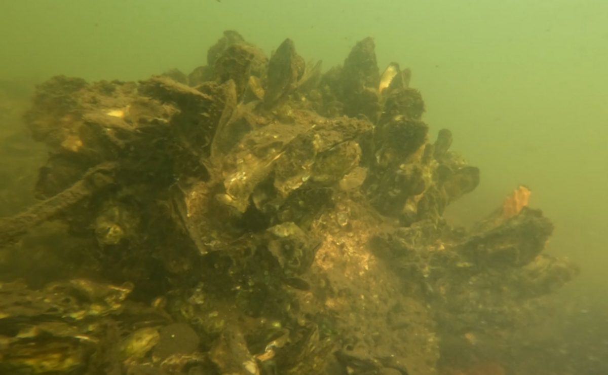 Biologists with the Palmetto Bay Oyster Restoration Project say the oyster reed balls are successful in recruiting oysters and other marine invertebrates, shown here.