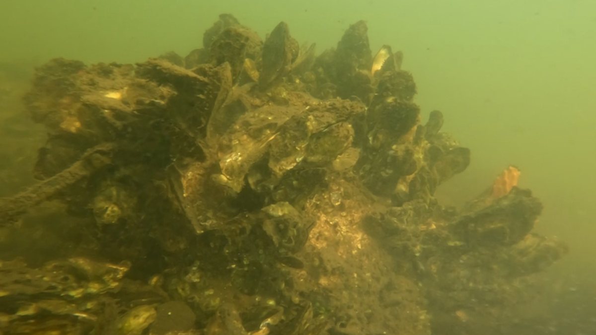 Biologists with the Palmetto Bay Oyster Restoration Project say the oyster reed balls are successful in recruiting oysters and other marine invertebrates, shown here.