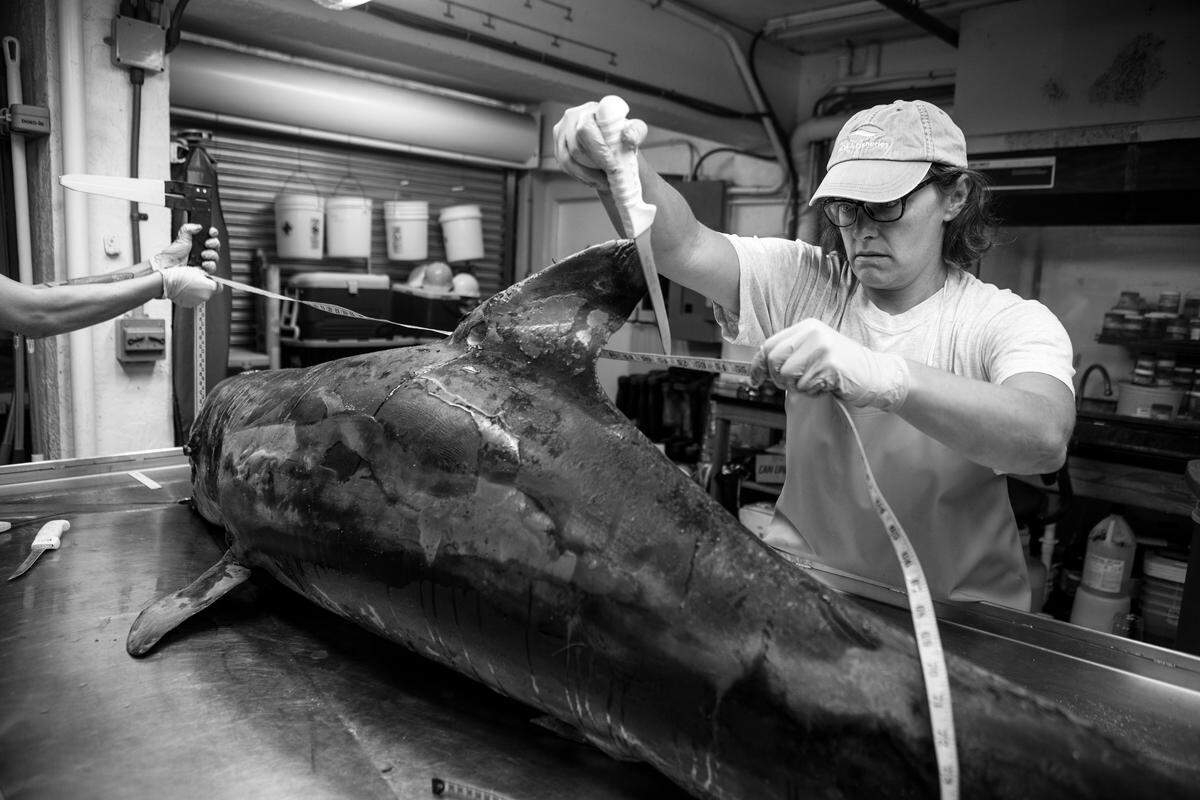 Staff from Mote’s Stranding Investigations team brought in two deceased dolphins and also received two other dolphins from the police within two days from the Venice/Caspersen beach area. Necropsies took place on Wednesday, August 8, 2018. Pictured: Gretchen Lovewell, Program Manager for Mote’s Stranding Investigations Program.