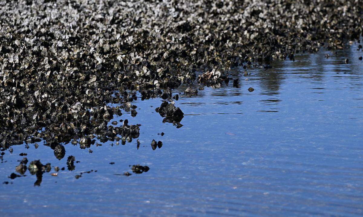 Oysters in Manatee River near Tampa Bay