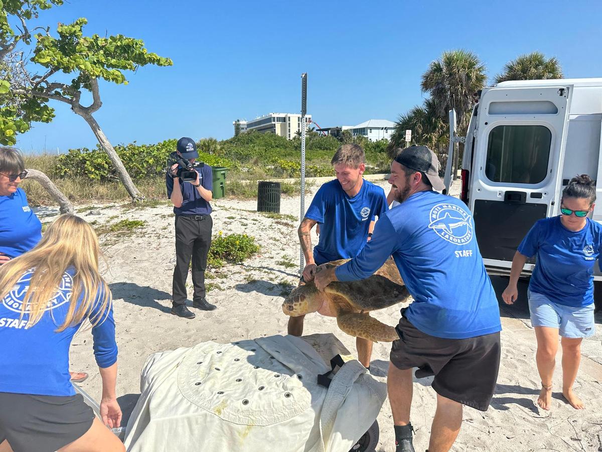 Loggerhead sea turtle named Farmer, who weighs about 125 pounds, was carried onto a rolling cart to make the releasing process smoother.