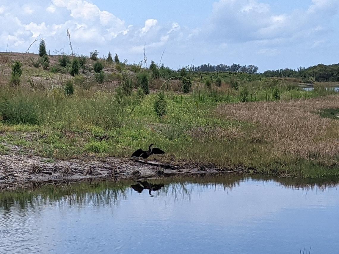 An anhinga, a Florida native waterbird, stretches its wings at Manatee County’s Robinson Preserve in this May 30, 2021, Bradenton Herald file photo.