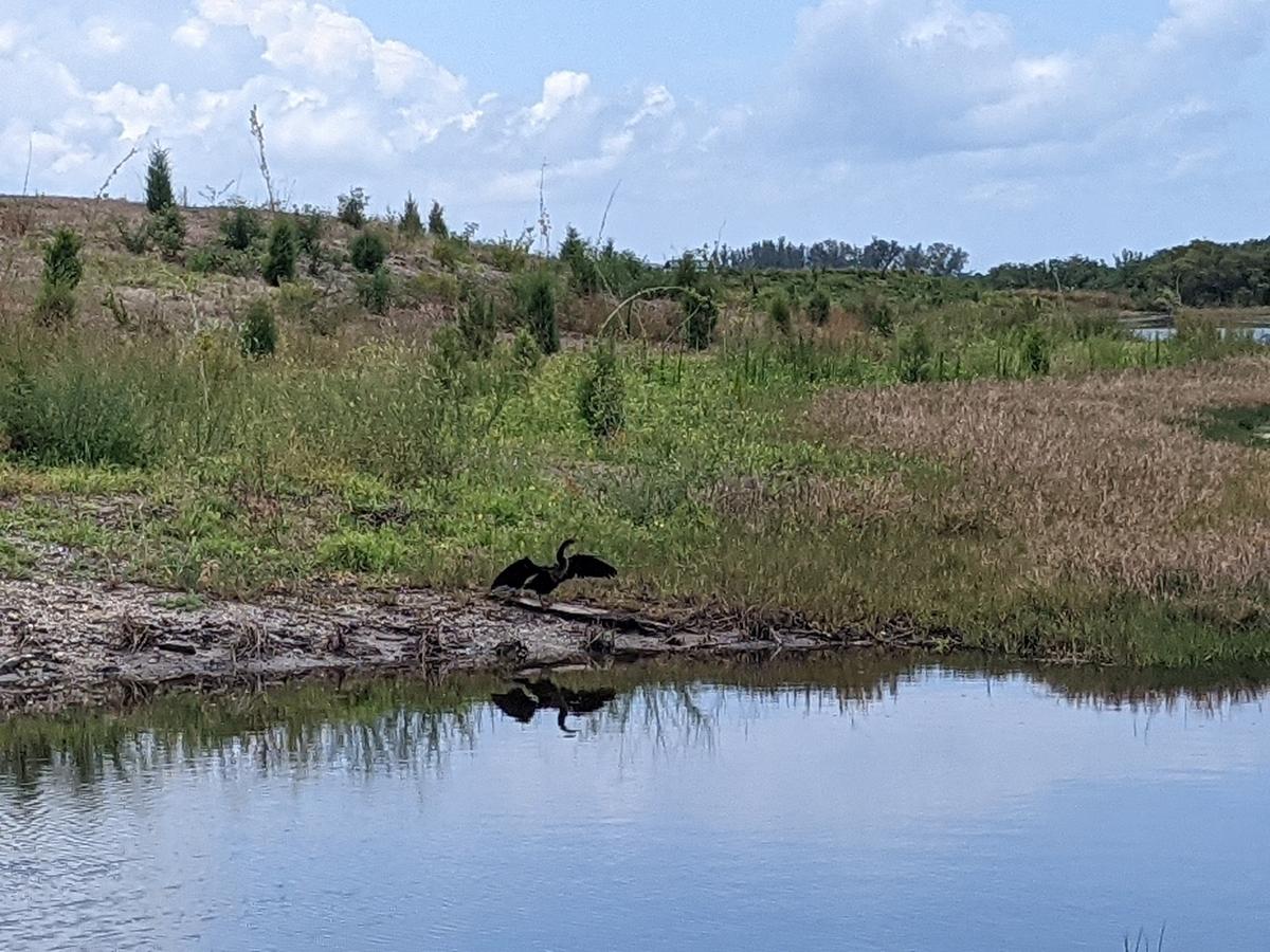 5/30/21--An anhinga, a Florida native waterbird, stretches its wings at Robinson Preserve in Bradenton.