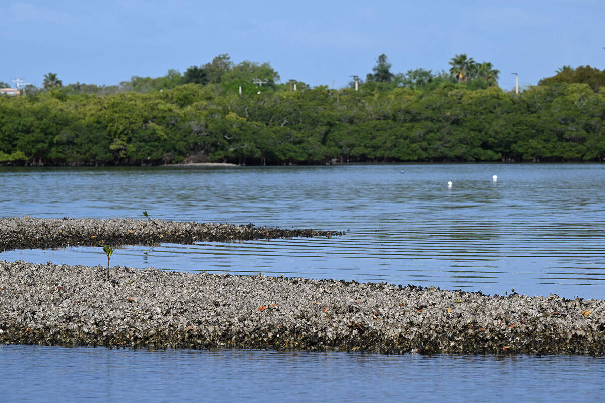 Damon Moore, founder and executive director of the Oyster River Ecology nonprofit, is working with Manatee County Government officials to restore shellfish and improve water quality in the Manatee River.
