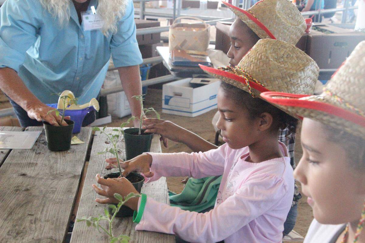 Brianna O’Neil of Virgil Mills Elementary School gets her hands dirty planting a tomato slip during the 2017 AgVenture at the Manatee County Fairgrounds. The popular event for third graders is held during Manatee County’s annual Farm City Week.