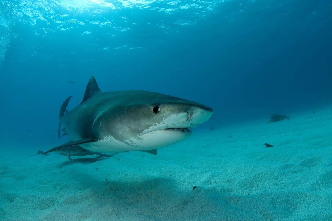 Scientists are studying shark depredation in the Gulf of Mexico to determine what’s driving encounters, whether they’re increasing, and how environmental changes and fishing practices may play a role.