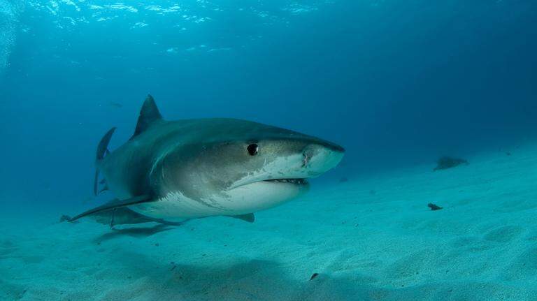 Are sharks an ‘overwhelming problem’ in Florida? What the experts say