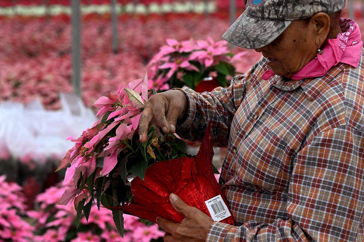 An employee of Orban’s Nursery packs up a poinsettia. The company has been a family wholesaler in Bradenton for over 100 years and has its annual open house where visitors can drive through and see thousands of festive poinsettias every year on the Saturday after Thanksgiving.