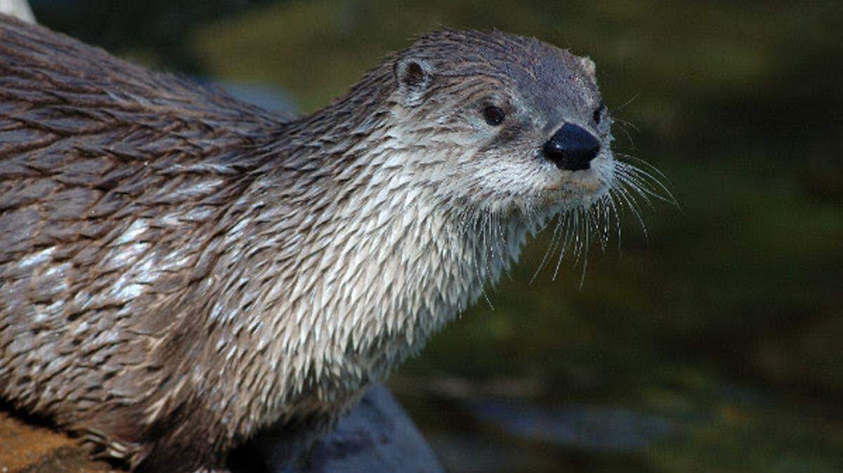 Sarasota's Mote Marine Laboratory & Aquarium will open "Otters & Their Waterways" in early 2016. The special exhibit will allow visitors to get a land and underwater perspective of an otter's life and it's important connection to maintaining healthy watersheds.