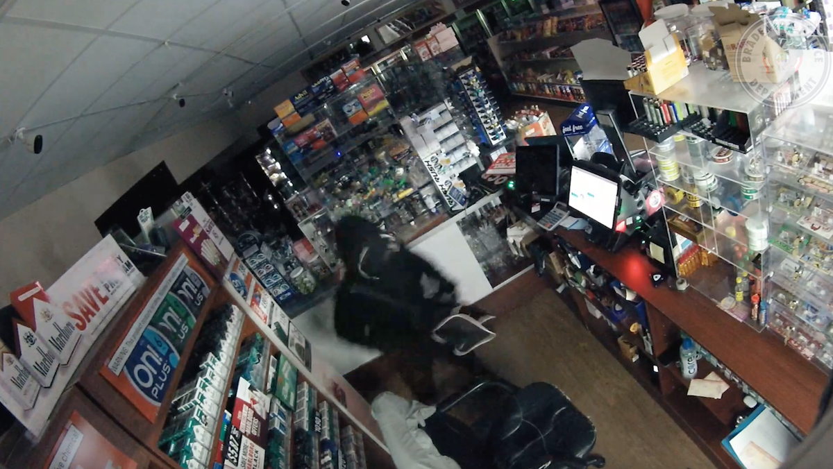 Bradenton police said they are searching for the man who broke into Beer, Wine and Smoke at 4240 Cortez Road West around 2:50 a.m Wednesday.