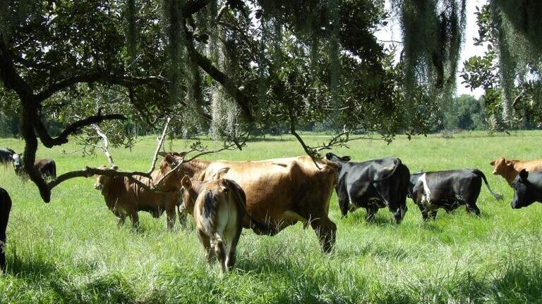 Trump wants cheaper beef. DeSoto County ranchers worry that plan will backfire
